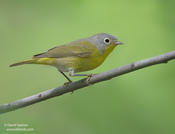 Nashville Warbler