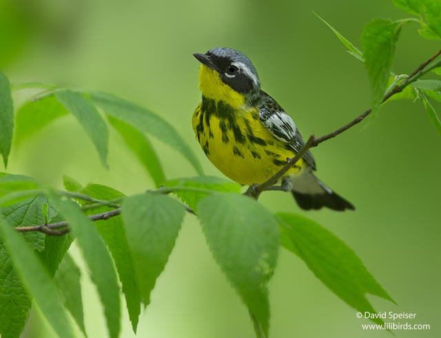 Magnolia Warbler