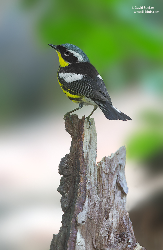 Magnolia Warbler