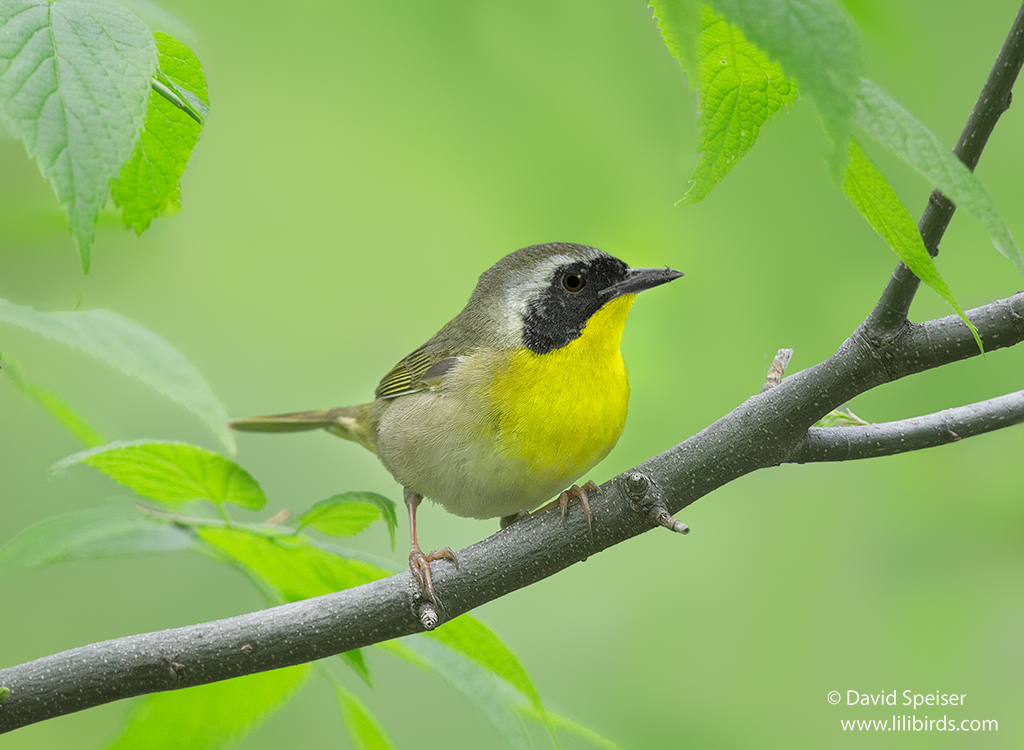 Common Yellowthroat