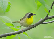 Common Yellowthroat