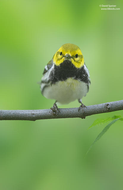 Black-throated Green Warbler