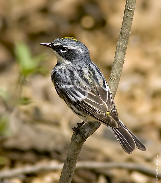 Yellow-rumped Warbler