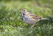 Savannah Sparrow