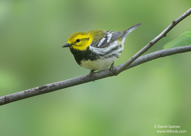 Black-throated Green Warbler