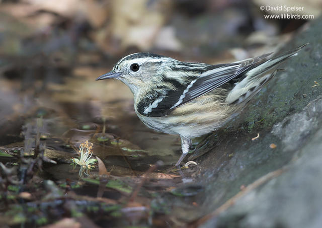 Black and White Warbler (female)