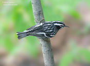 Black and White Warbler