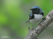 Black-throated Blue Warbler