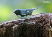 Black-throated Blue Warbler