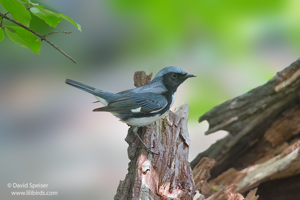 Black-throated Blue Warbler