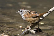 Swamp Sparrow