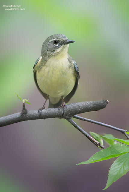 Black-throated Blue Warbler (female)