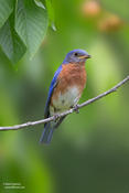 Eastern Bluebird