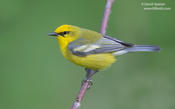 Blue-winged Warbler (backcross)