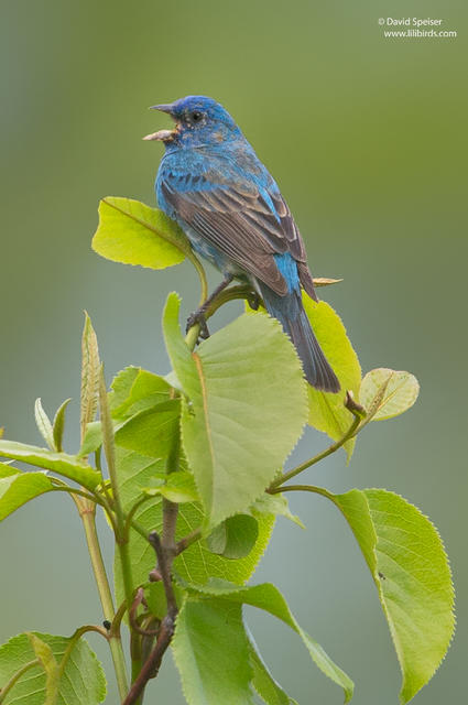 Indigo Bunting