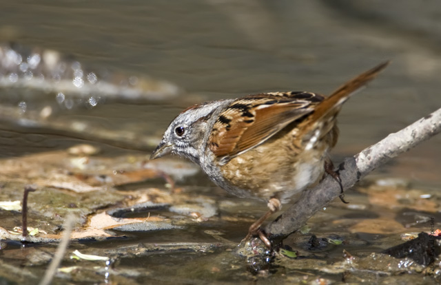 Swamp Sparrow