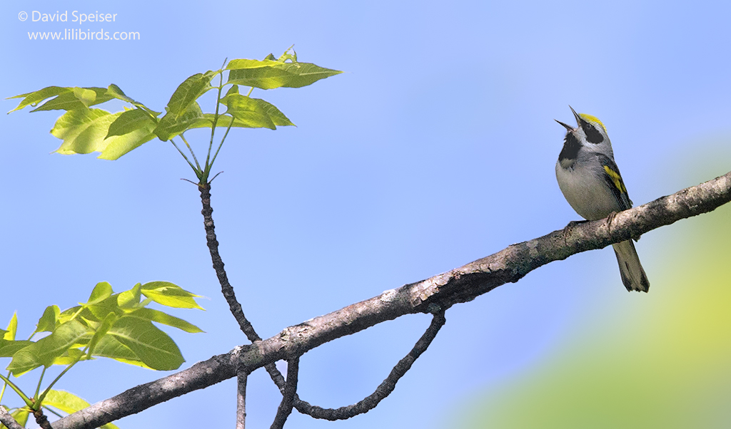 Golden-winged Warbler