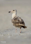 Lesser Black-Backed Gull