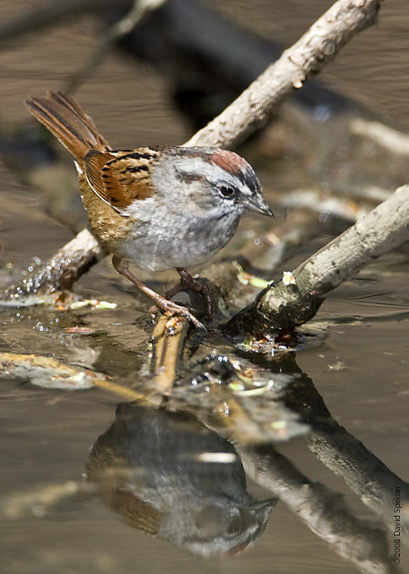 Swamp Sparrow