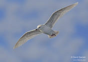 Iceland Gull