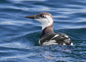 Common Murre