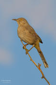 Bendire's Thrasher