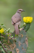 Curve-billed Thrasher