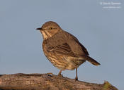 Sage Thrasher