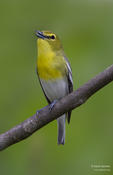 Yellow-throated Vireo