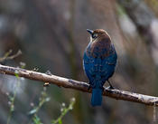 Rusty Blackbird