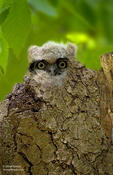 Great-horned Owl (Owlet)