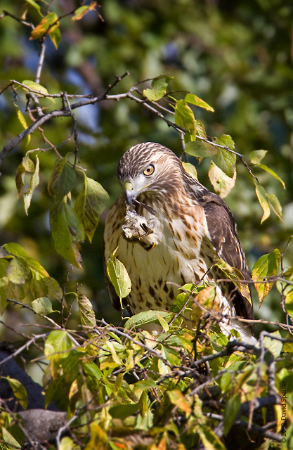 Red-tailed Hawk w/Golden-crowned Kinglet