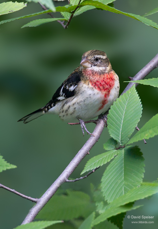 rose-brested grosbeak 1 800ws