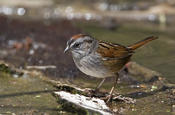 Swamp Sparrow