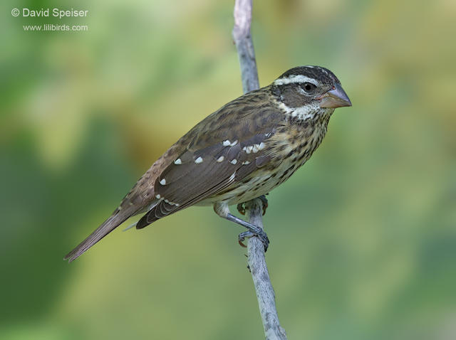 rose breasted grosbeak 2 1024ws