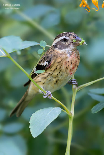 rose brested grosbeak 1a 1024 ws