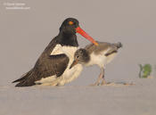 American Oystercatcher