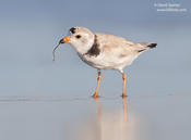 Piping Plover