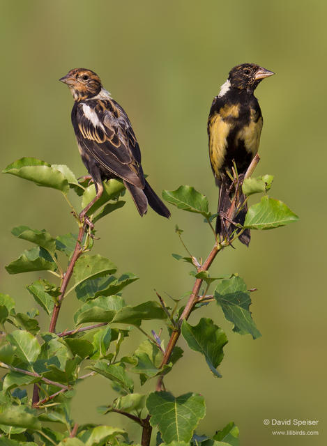 bobolinks 1b 1024wsa