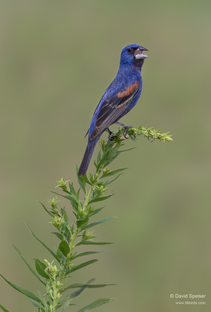 blue grosbeak 1a 1024ws