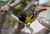 Scott's Oriole