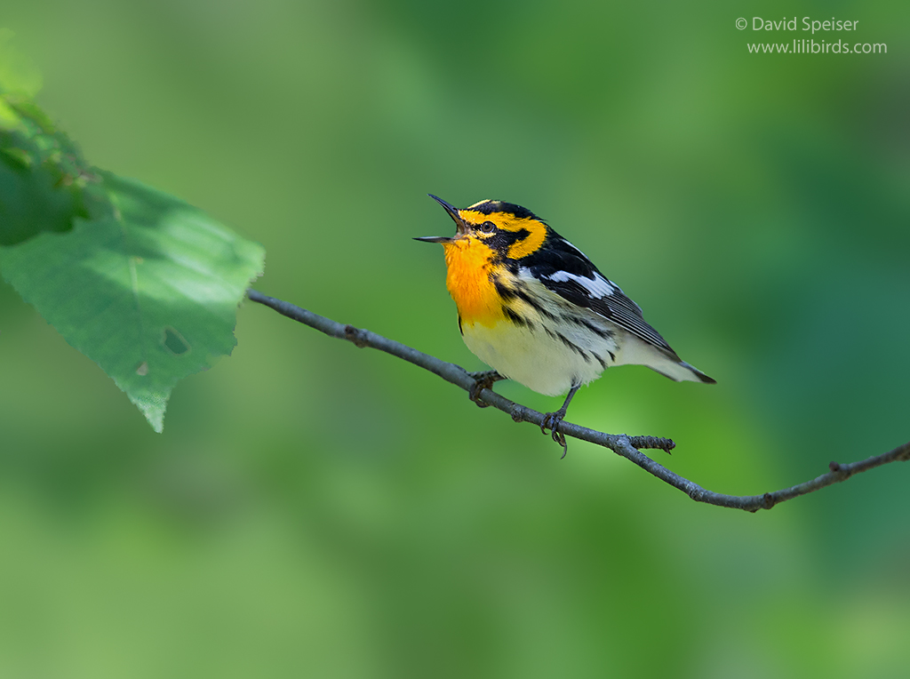 blackburnian warbler 2a 1024 ws