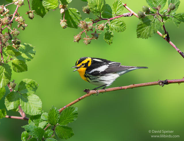 blackburnian warbler 1a 1024 ws