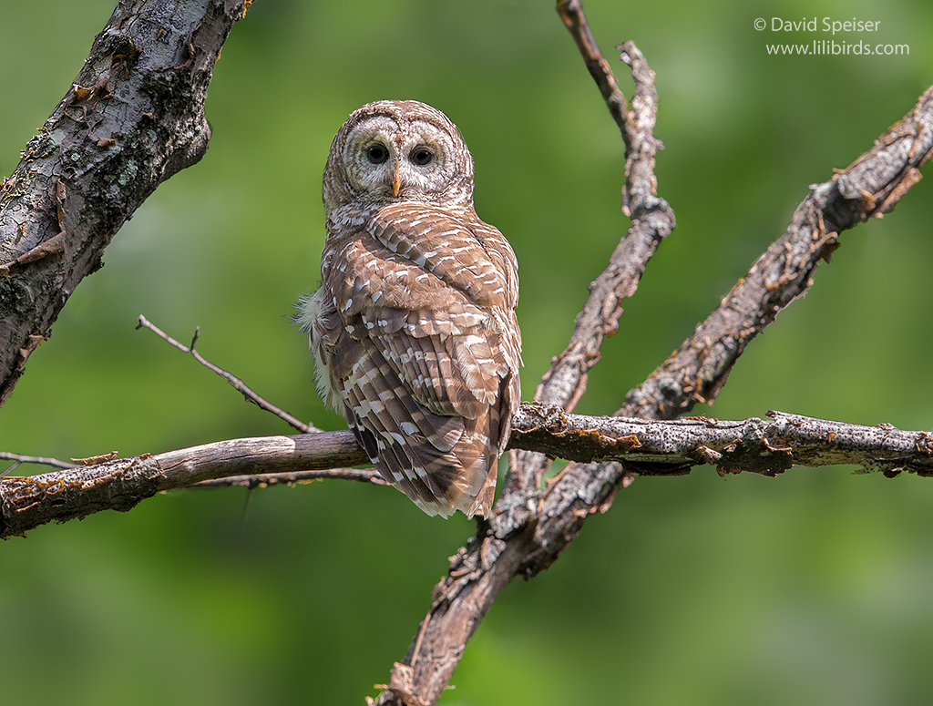 barred owl 1 1024 ws