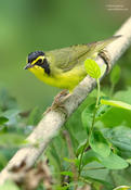 kentucky warbler 1e ws