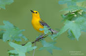 prothonotary warbler 1b 1024 ws