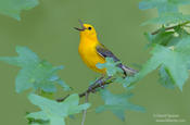 prothonotary warbler 2b 1024 ws