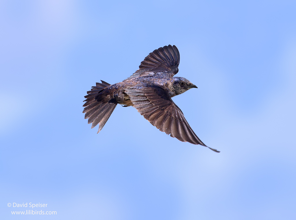 purple martin 2b ws