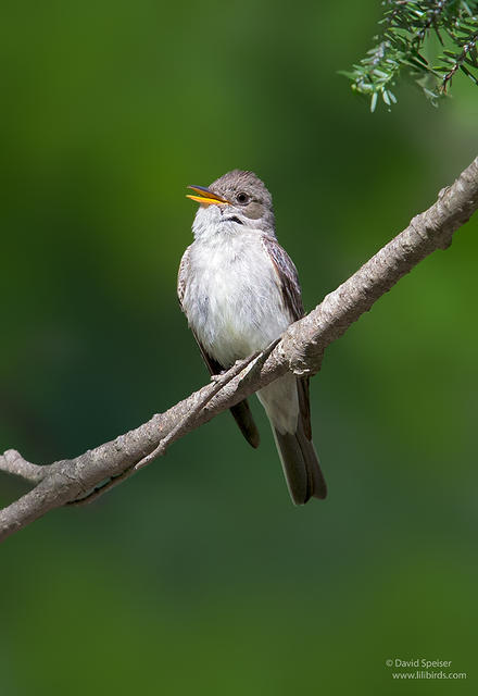 eastern wood pewee 1 1024 ws