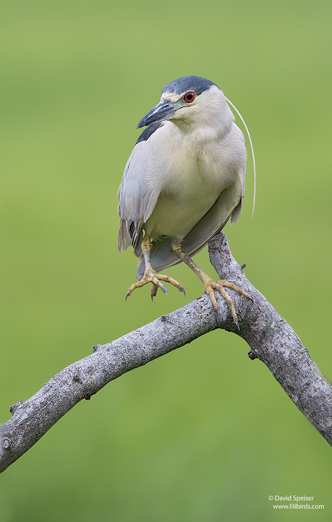 black-crowned night heron 1a ws 1024